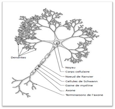 ANALYSE / Les neurosciences ont inspir&eacute; l'intelligence artificielle&nbsp;: le mod&egrave;le neuronal et les concepts | Innovation et transformation p&eacute;dagogique | Scoop.it