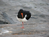 Kielten ihmeellinen maailma: P&auml;iss&auml;&auml;n kuin p&ouml;ll&ouml; tai sininen kuin orvokki | 1Uutiset - Lukemisen t&auml;hden | Scoop.it