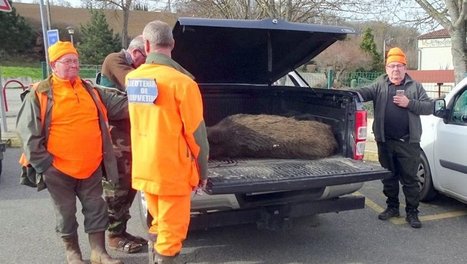 Battue aux sangliers : un m&acirc;le de 110 kg &eacute;limin&eacute; aux portes de Toulouse - 15/02/2019 | Lacroix-Falgarde | Scoop.it