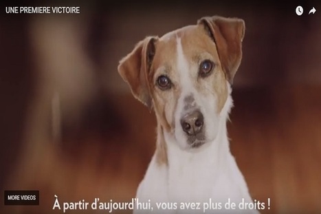 New Animal Protection Law Passed in Luxembourg | #Europe #AnimalsRights | Luxembourg (Europe) | Scoop.it