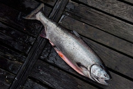 Le saumon quinnat en voie de disparition au Canada | BOB WEBER | Espèces menacées | HALIEUTIQUE MER ET LITTORAL | Scoop.it