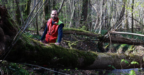 Enqu&ecirc;te. Le fr&ecirc;ne, ce g&eacute;ant des for&ecirc;ts franc-comtoises menac&eacute; de disparition par la chalarose | Revue de presse | L'habitat & son environnement dans le Doubs : Architecture. Urbanisme. Environnement. Paysage. Logement | Scoop.it