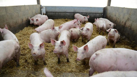 L’alimentation du porc et le carbone | Actualité Bétail | Scoop.it