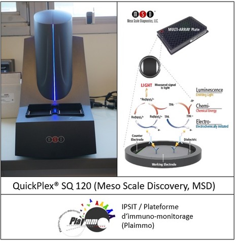 FOCUS PLATEFORME : PLAIMMO met en service un nouveau lecteur haute performance : Un QuickPlex® SQ 120 (Meso Scale Discovery, MSD) ! | Life Sciences Université Paris-Saclay | Scoop.it
