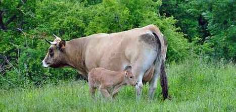 Viande bovine: La Chine peine à répondre à la demande en bœuf | La Gazette des abattoirs | Scoop.it