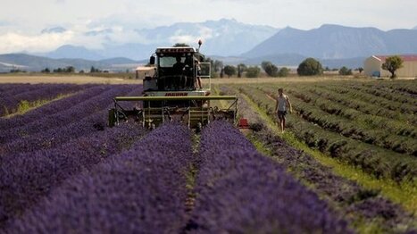 L'or bleu de Provence tient ses promesses | La Cabane aux Arômes | Scoop.it
