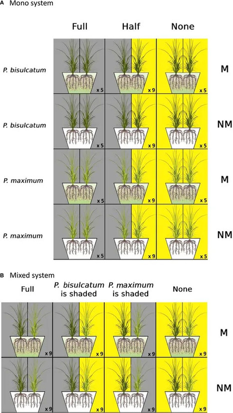 Mycorrhiza governs plant-plant interactions through preferential allocation of shared nutritional resources: A triple (13C, 15N and 33P) labeling study | Plant-Microbe Symbiosis | Scoop.it