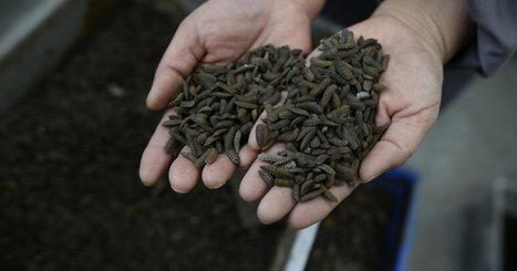 En Chine, les asticots dévoreurs de déchets servent ensuite... de nourriture | Variétés entomologiques | Scoop.it