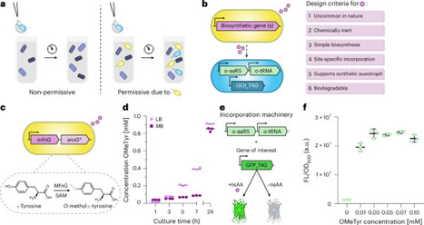 Engineered orthogonal and obligate bacterial commensalism mediated by a non-standard amino acid | Nmb | RMH | Scoop.it