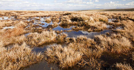 DURABILITES : Comment les tourbi&egrave;res arctiques peuvent lutter contre le r&eacute;chauffement climatique | DURABILITES | Scoop.it