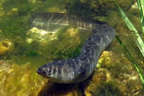 Jellied eels hit by over-fishing. Plummetted by 98% | OUR OCEANS NEED US | Scoop.it