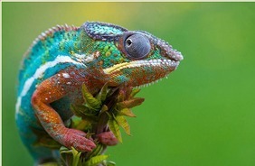 25 Most Beautiful Animals Photography on StumbleUpon | Kool Look | Scoop.it