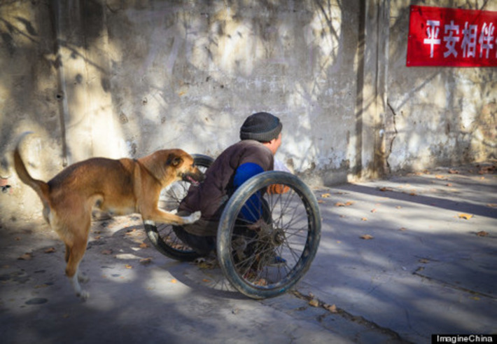 Fiercely Loyal Canine Helps Push Its Paralyzed Owner Through The Streets In China | Walking On Sunshine | Scoop.it