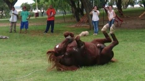 YouTube: te sorprenderá la reacción de este caballo liberado - El Comercio | Caballo, Caballos | Scoop.it