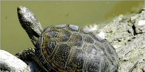 L’Europe au secours de la tortue cistude | Biodiversité | Scoop.it