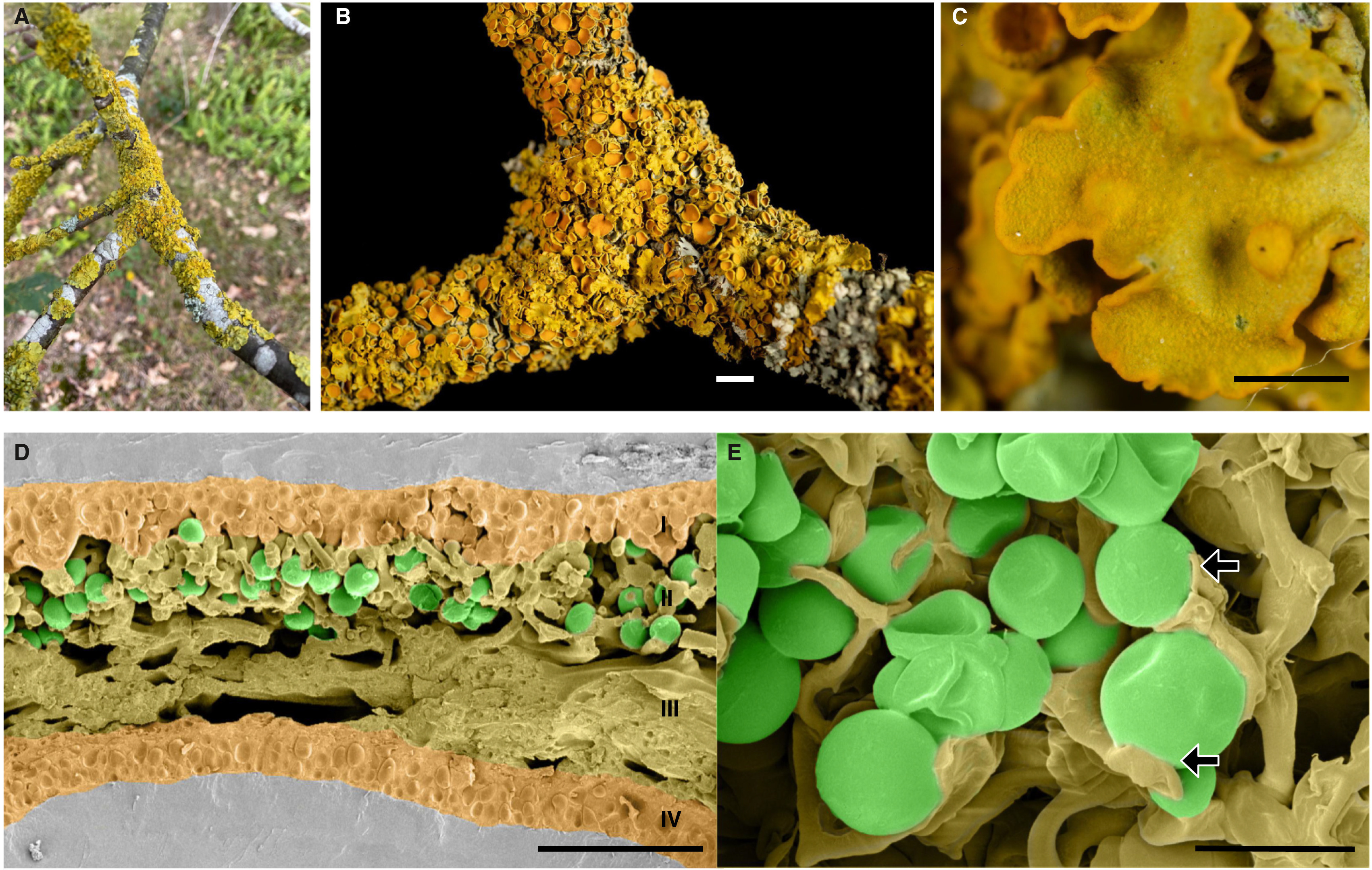 Curr. Biol: The coming golden age for lichen bi...