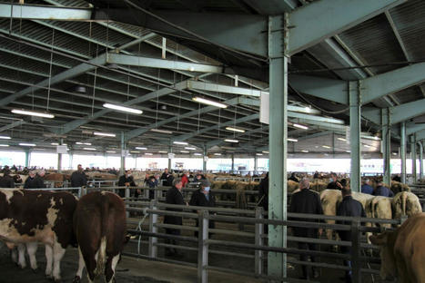 Châteaubriant : une Foire aux culards animée au foirail | Actualité Bétail | Scoop.it