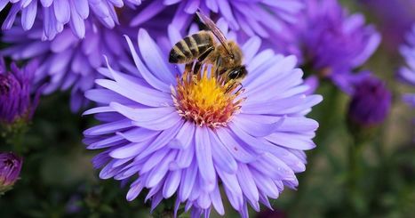 Le premier vaccin pour insectes pourrait aider à sauver les abeilles | EntomoNews | Scoop.it
