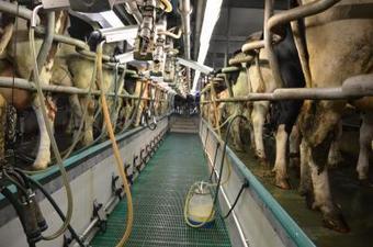 Belgique : Olympia pousse 80 éleveurs laitiers vers la sortie | Lait de Normandie... et d'ailleurs | Scoop.it