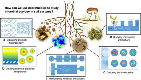 Build your own soil: exploring microfluidics to create microbial habitat structures | RMH | Scoop.it