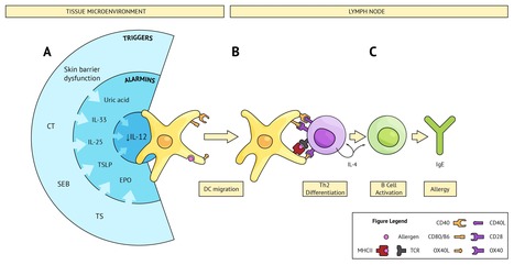 IJMS | Free Full-Text | The Initiation of Th2 Immunity Towards Food Allergens | Allergy (and clinical immunology) | Scoop.it