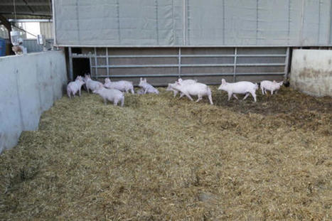 Une récession sans précédent pour le porc bio | Actualité Bétail | Scoop.it