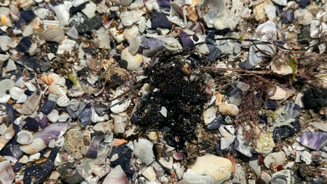 New, worse oil spill reaches Pomorie coast - News / le 07.05.2025 | Pollution accidentelle des eaux (+ déchets plastiques) | Scoop.it