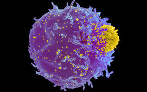 Why Bad Immunity Genes Survive | Virology News | Scoop.it