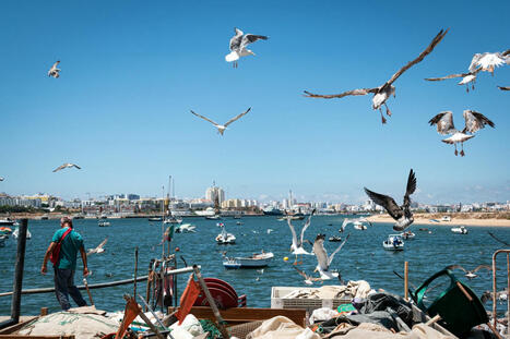 PORTUGAL : Octopus fishing ban | CIHEAM Press Review | Scoop.it