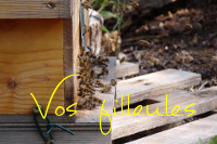 Parrains d’abeilles | Variétés entomologiques | Scoop.it