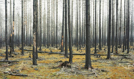 Comment les arbres meurent à grande échelle dans le monde | Up Magazine | La SELECTION du Web | CAUE des Vosges - www.caue88.com | Scoop.it