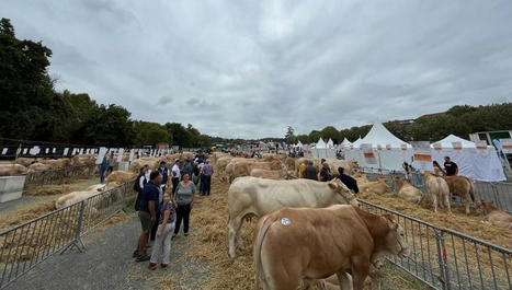 Lors de la journée de l'élevage à Saint-Palais, les éleveurs reconnaissent une meilleure année pour le bétail | Actualité Bétail | Scoop.it
