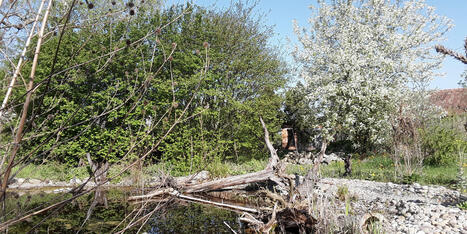 Jardin naturel : un paradis pour les insectes et toute la faune | Les Colocs du jardin | Scoop.it