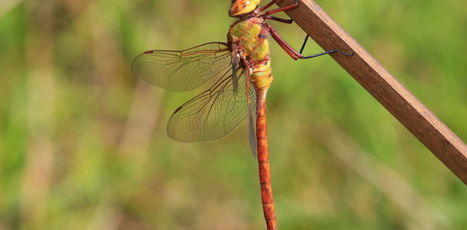 Les libellules, symbole d’une foisonnante biodiversité dont nous ignorons presque tout | EntomoScience | Scoop.it