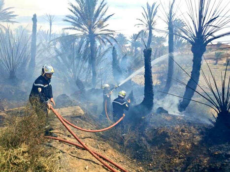 ALGERIE : Béchar : Colonne mobile contre les incendies de palmeraies  | CIHEAM Press Review | Scoop.it