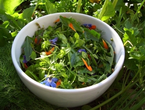 Cooking wild plants - recipes | Eco-Friendly Lifestyle | Scoop.it