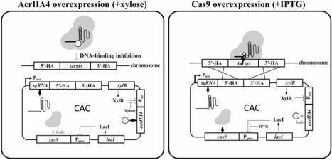 Harnessing an anti-CRISPR protein for powering CRISPR/Cas9-mediated genome editing in undomesticated Bacillus strains | Mcf | RMH | Scoop.it
