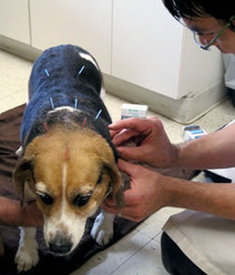 mountain shadow animal hospital