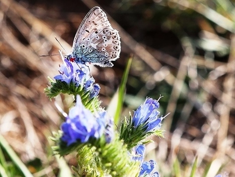 De la flore de Lorraine | Variétés entomologiques | Scoop.it