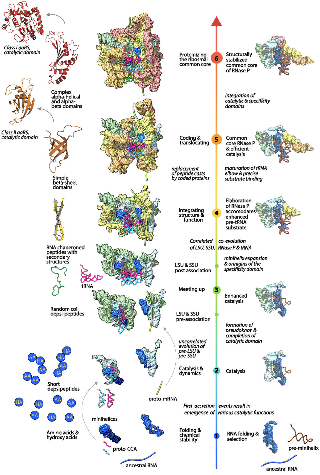 Coevolution of RNase P and the ribosome | pnas ...