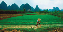 Science: Losing Arable Land, China Faces Stark Choice: Adapt or Go Hungry | Plant Biology Teaching Resources (Higher Education) | Scoop.it