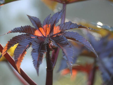 BIOTERRORISME : Un antidote contre la ricine, une premi&egrave;re mondiale fran&ccedil;aise | INNOVATIONS | Scoop.it