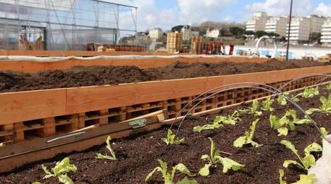Voyage à Nantes. Un potager bio sur l’Ile de Nantes | Voyage à Nantes | Scoop.it
