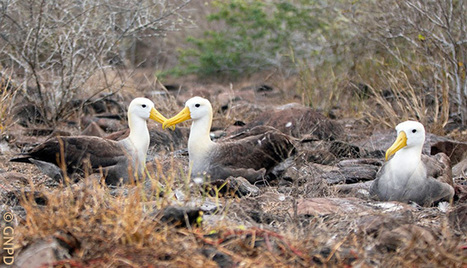 Park and GC Evaluate Ecological Status of Española Island | Galapagos | Scoop.it