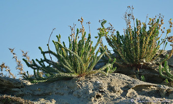 Flore de Camargue: Euphorbia paralias, Euphorbe maritime | Camargue Nature | Scoop.it