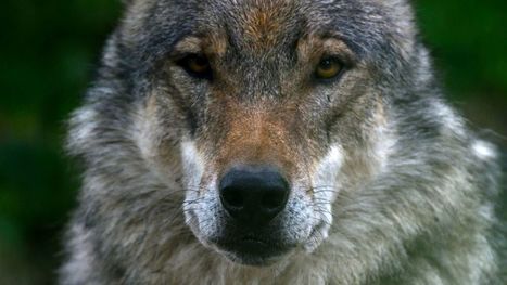Un loup abattu aux Villards-sur-Thônes en Haute-Savoie | Loup | Scoop.it