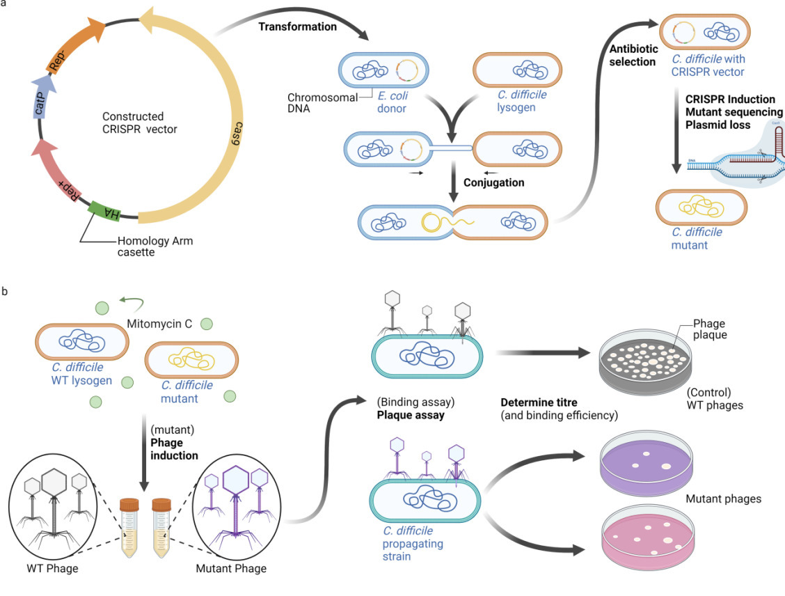 A tale of two phage tails: Engineering the host...
