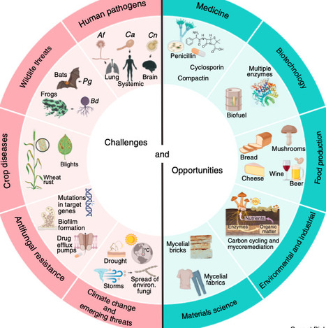 The Fungal Kingdom as a Rosetta Stone for biological discovery | CurB | RMH | Scoop.it