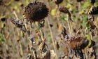 How will climate change affect food production? | GTAV AC:G Y9 - Biomes and food security | Scoop.it