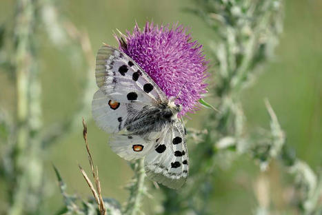 Espèces menacées - Séquence Parc Avril 2021 - Radio Bartas | Biodiversité | Scoop.it